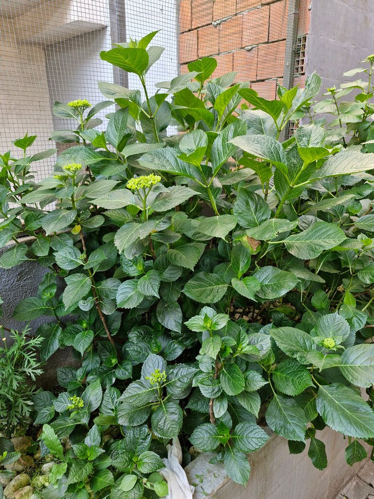 ortanca büyük boy - Görsel 2