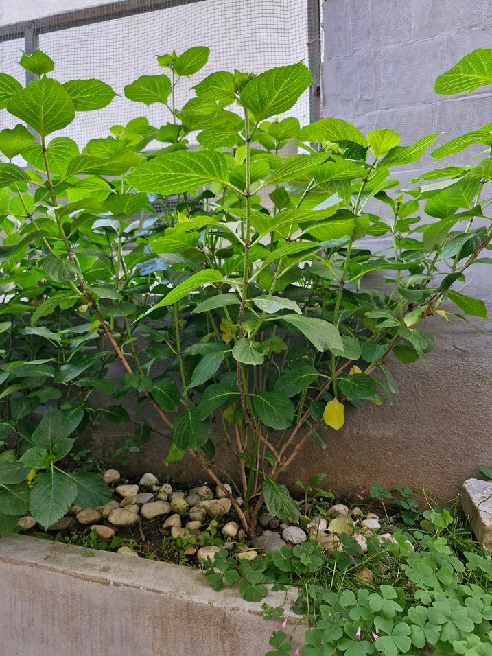 Yeşil Yapraklı Doğal Bitki - Görsel 2