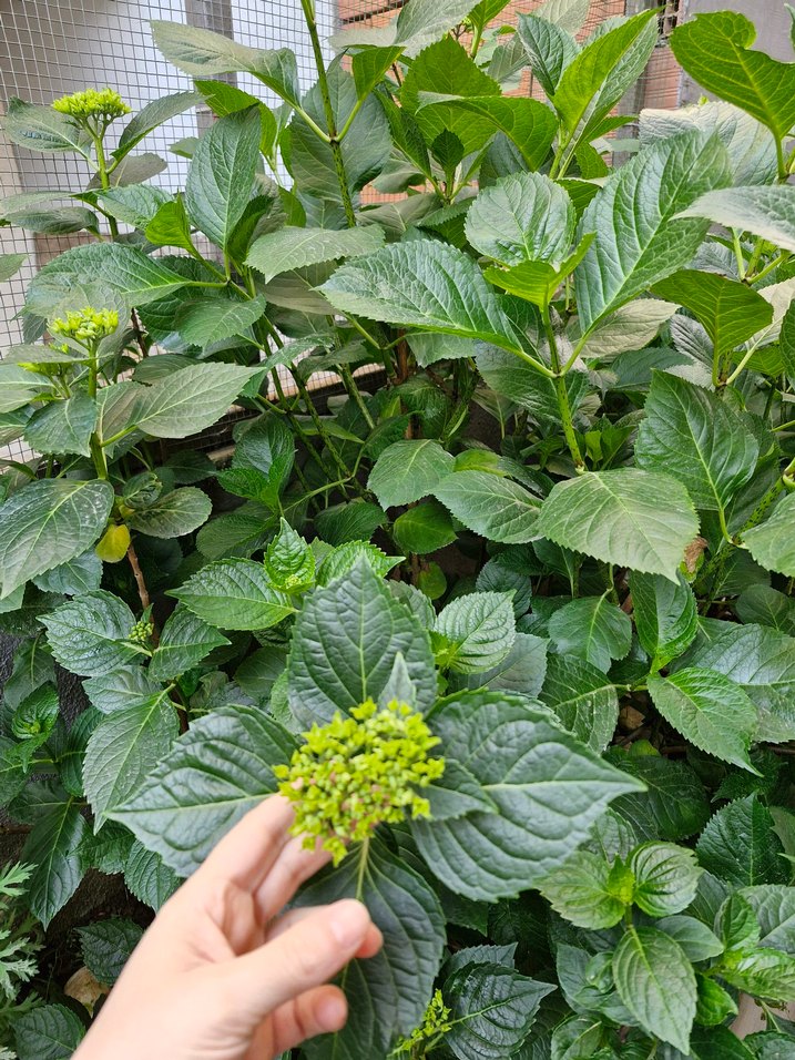 Yeşil Yapraklı Doğal Bitki - Görsel 3