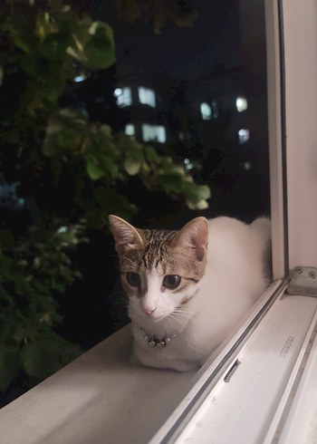 ücretsiz kedi sahiplendirme - Görsel 3