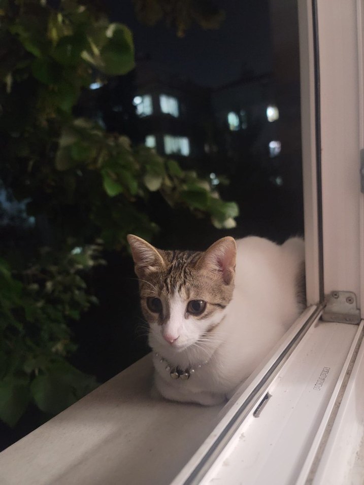 ücretsiz kedi sahiplendirme - Görsel 3