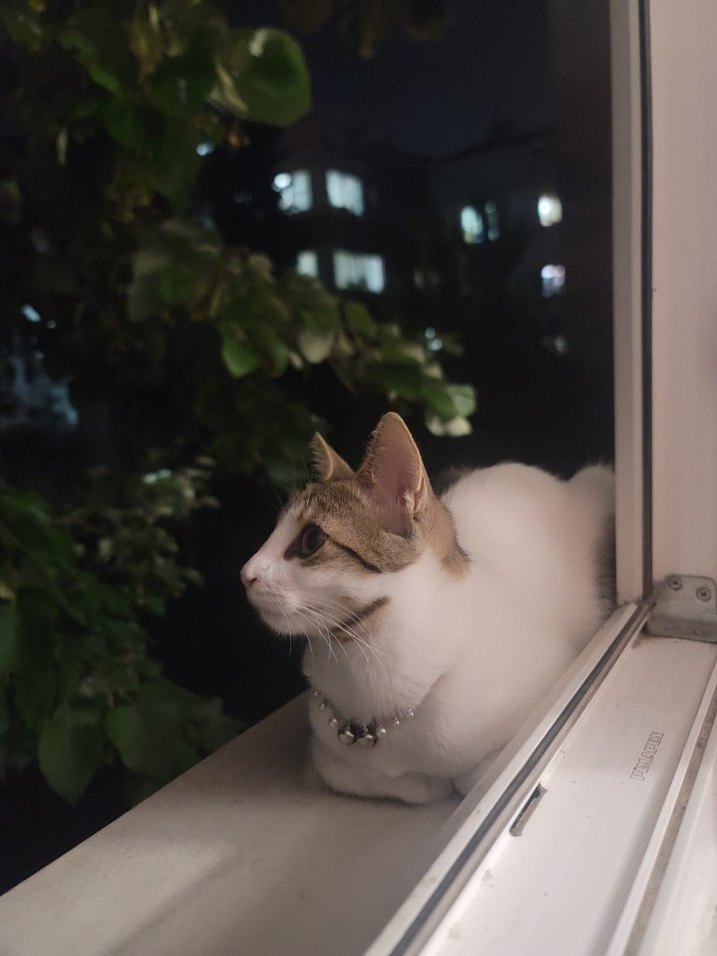 ücretsiz kedi sahiplendirme - Görsel 2