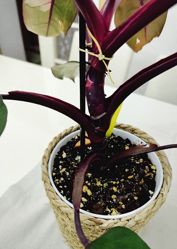 American Vintage philodendron pink prencessçiçek