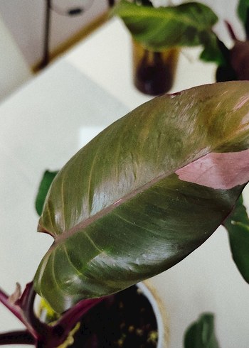 philodendron pink prencessçiçek