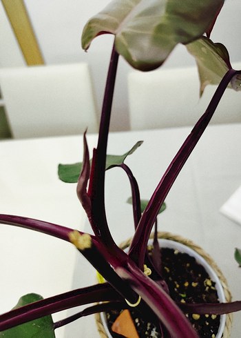 Beden philodendron pink prencessçiçek