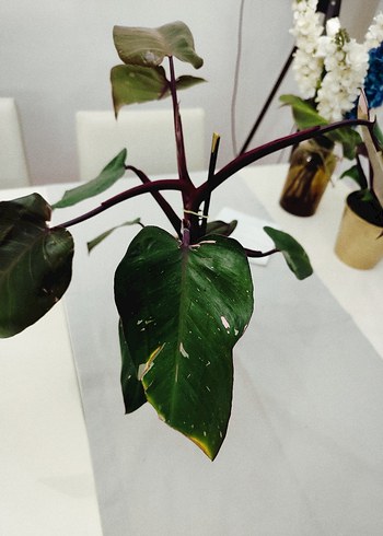 Beden kahverengi Renk philodendron pink prencessçiçek