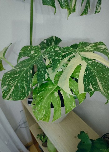 Monstera Thai Bitkisi fideleri 