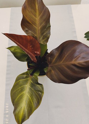  Beden philodendron sunlight Dekoratif Yapay Bitki