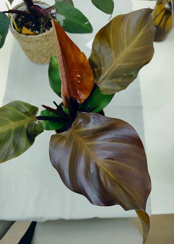 philodendron sunlight Dekoratif Yapay Bitki