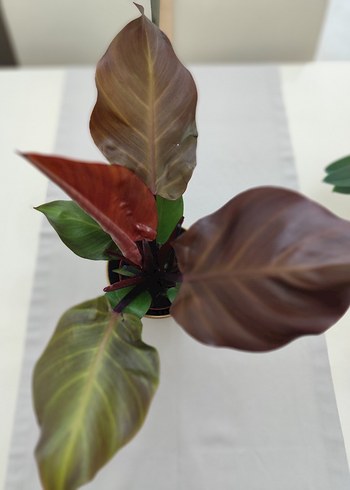  Beden kahverengi Renk philodendron sunlight Dekoratif Yapay Bitki