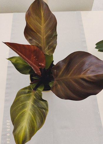 Ikea philodendron sunlight Dekoratif Yapay Bitki