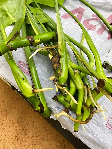 Monstera deve tabanı fideleri