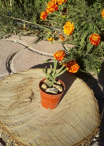 Pembe Kaynana Topuzu Kaktüs/ konya merkez - Görsel 7