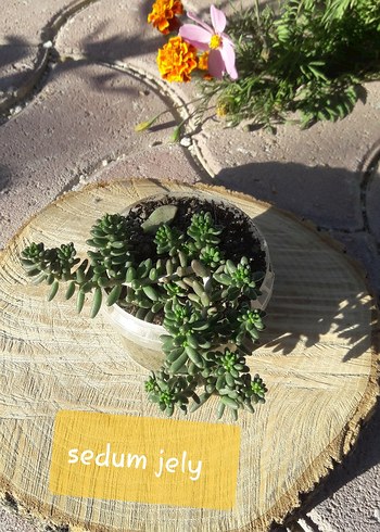 Pembe Kaynana Topuzu Kaktüs/ konya merkez - Görsel 3