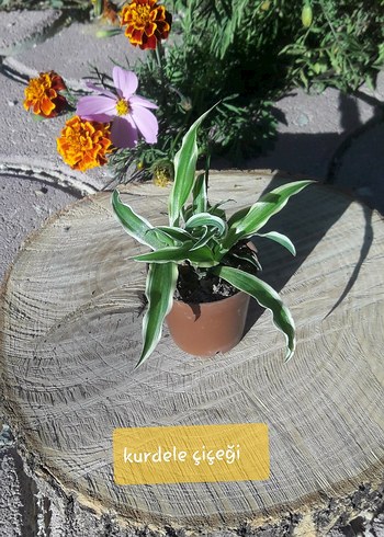 Pembe Kaynana Topuzu Kaktüs/ konya merkez - Görsel 5