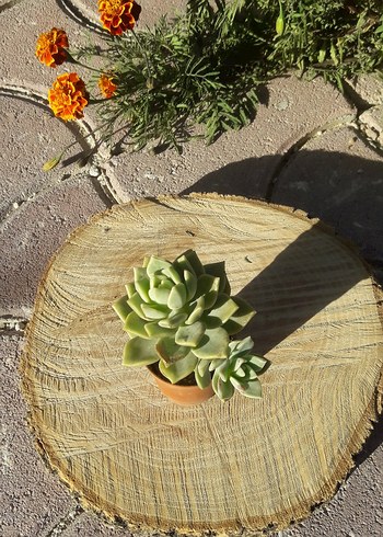 Pembe Kaynana Topuzu Kaktüs/ konya merkez - Görsel 6