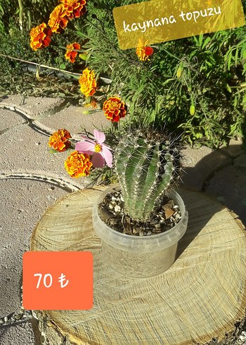 Pembe Kaynana Topuzu Kaktüs/ konya merkez - Görsel 2