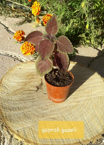 Pembe Kaynana Topuzu Kaktüs/ konya merkez - Görsel 4