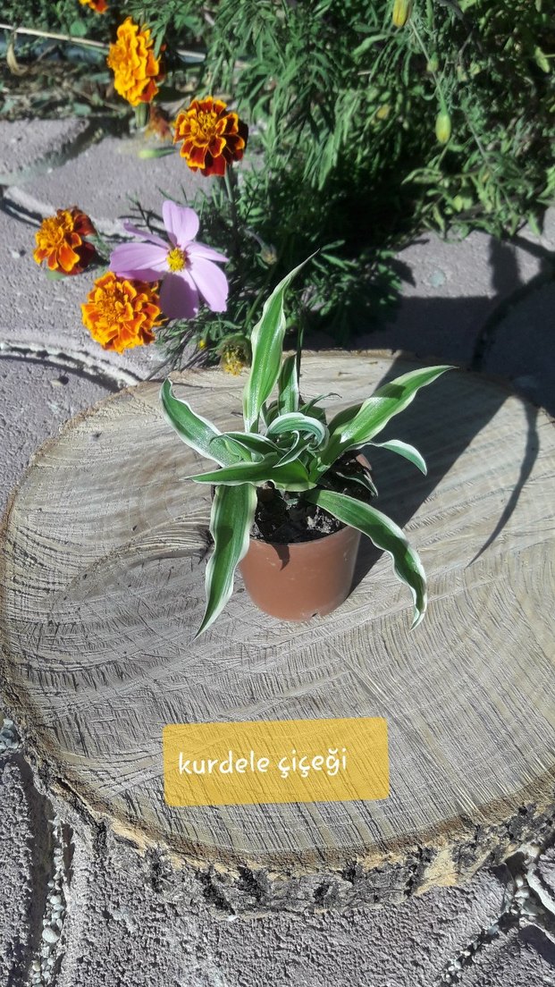 Pembe Kaynana Topuzu Kaktüs/ konya merkez - Görsel 5