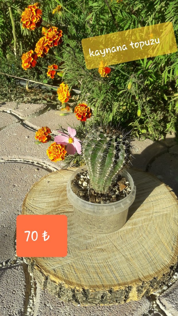 Pembe Kaynana Topuzu Kaktüs/ konya merkez - Görsel 2