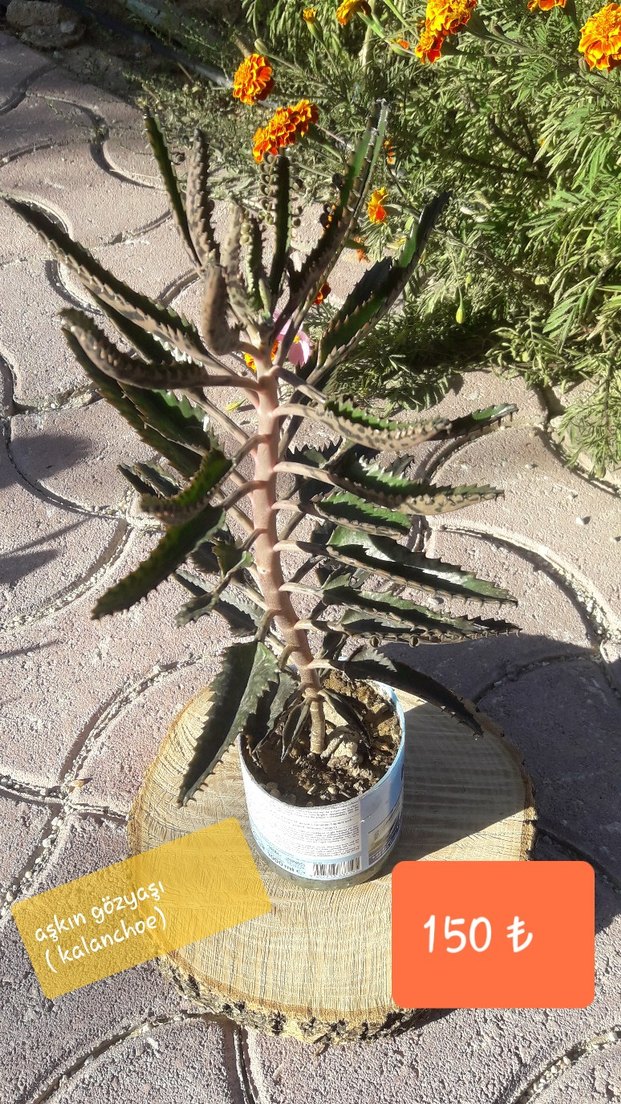 Sedum Baldi Sukulent Saksıda/ konya merkez - Görsel 2