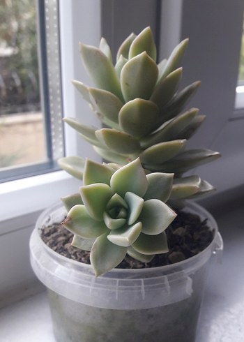 Bej Sukulent Ev Dekoru - Görsel 2