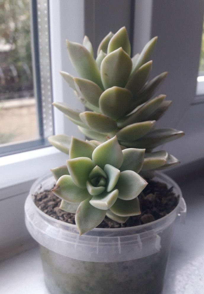 Bej Sukulent Ev Dekoru - Görsel 2