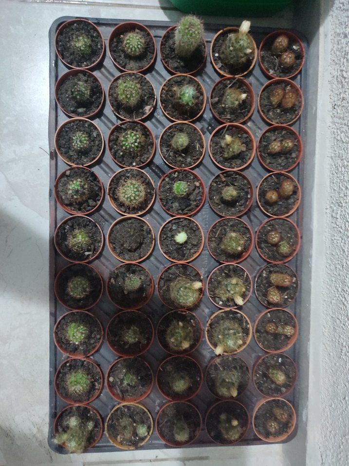 Küçük Saksılarda Kaktüs Koleksiyonu - Görsel 2