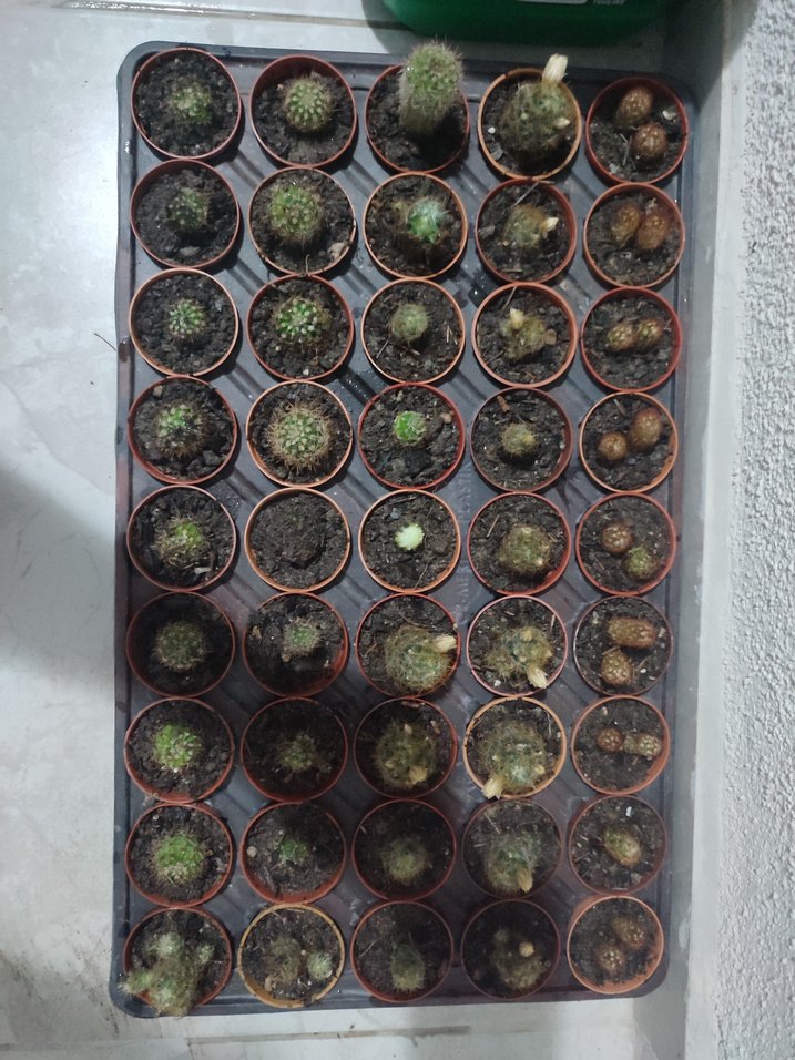 Küçük Saksılarda Kaktüs Koleksiyonu - Görsel 3