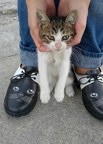 Kedi desen ayakkabı