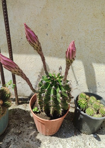 Pembe Kaktüs Saksı Çiçeği