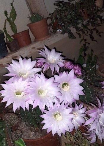 Pembe Kaktüs Saksı Çiçeği