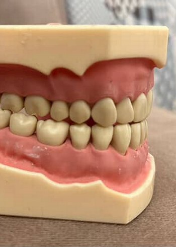 Diş Anatomisi Model Kiti Beyaz