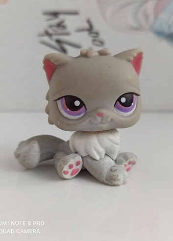 Persian kedi miniş 