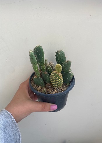 Siyah Saksıda Yeşil Kaktüsler - Görsel 3