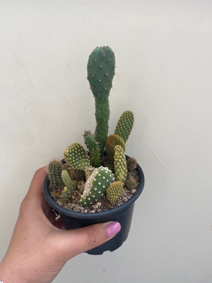 Siyah Saksıda Yeşil Kaktüsler - Görsel 2