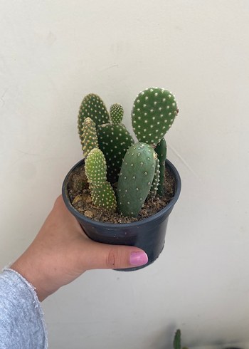 Karanlık Yeşil Renkli Kaktüs Saksı Bitkisi - Görsel 2