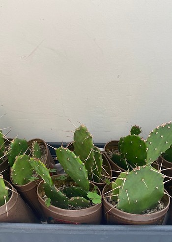 Koyu Yeşil Kaktüs Saksı Seti - Görsel 2