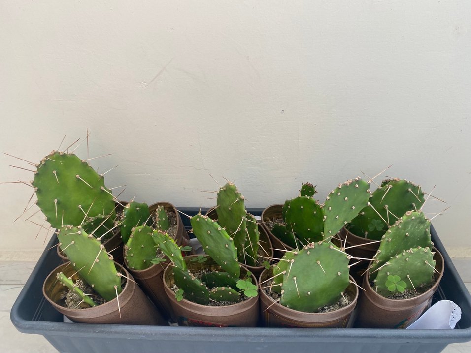 Koyu Yeşil Kaktüs Saksı Seti - Görsel 2