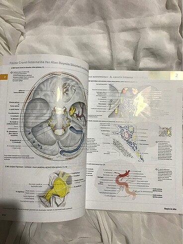  Beden İnsan anatomisi atlası