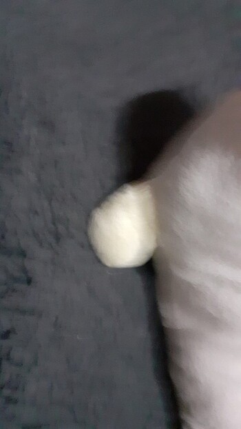 Beden Renk Kutup Ayısı ve Fok Balığı