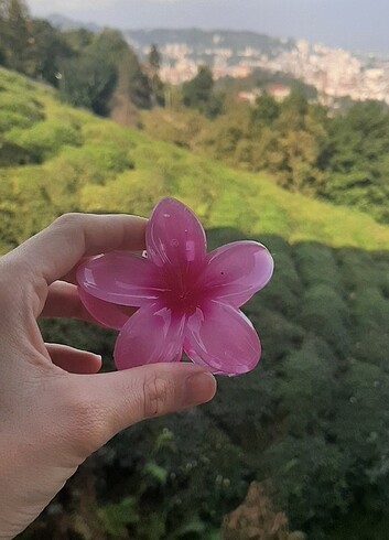 Pembe lotus
