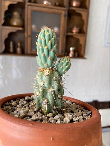 Opuntia miquelii