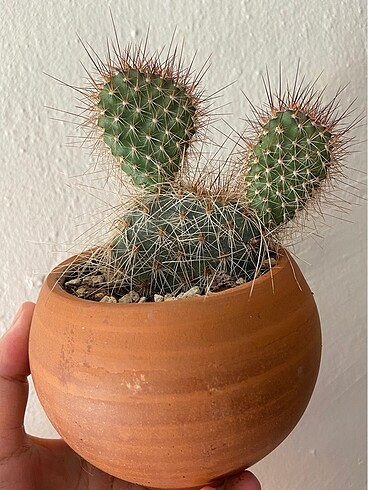 Opuntia hystricina cv. Cactusmania + Opuntia scheerii