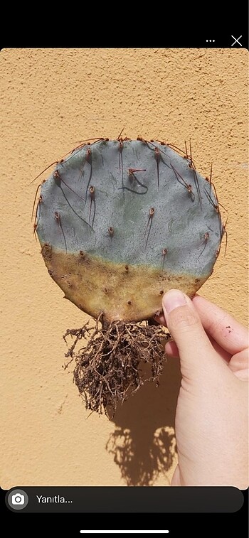 Opuntia macrocentra