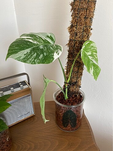 Monstera albo tepe çeliği