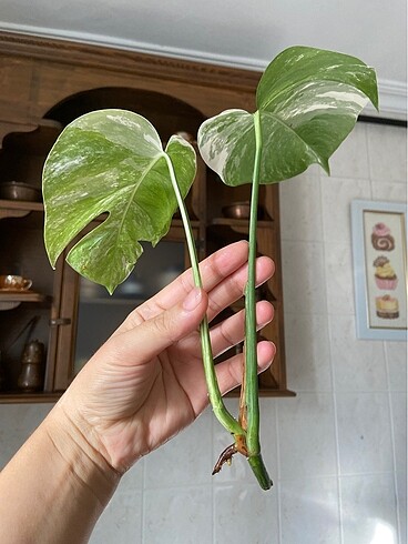 Monstera albo tepe çeliği