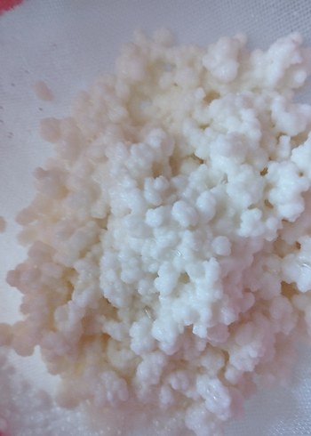  kefir Kafkas kefiri