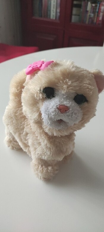 Oyuncak ses çıkaran kedi