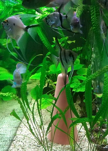 ANUBIAS AKVARYUM BİTKİSİ